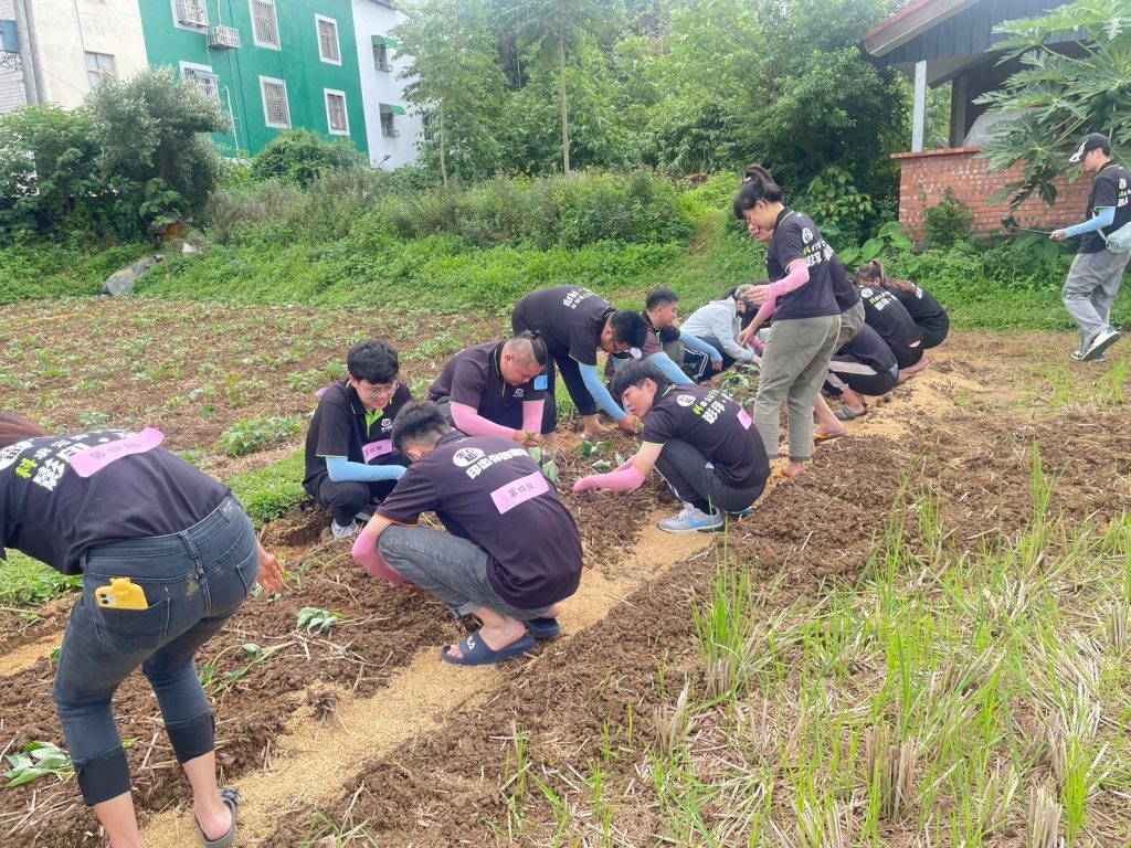 科宇員工體驗農作過程，將百多株的地瓜葉種植至土裡